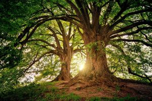 Lire la suite à propos de l’article Cherchons nos arbres ….